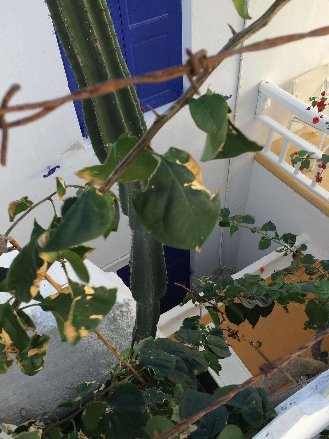 Hotel Lefteris Mykonos Town Zewnętrze zdjęcie